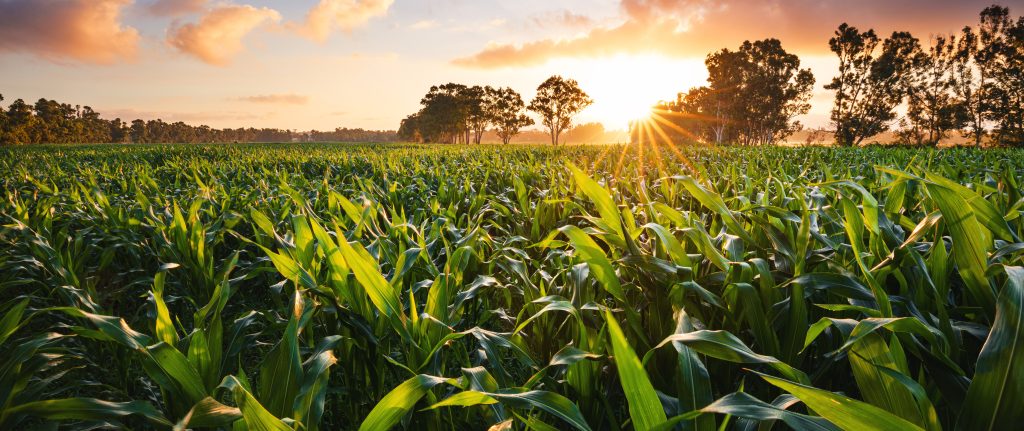 Sunrise over a North Carolina cornfield, highlighting agricultural risks included in the blueprint risk management process.