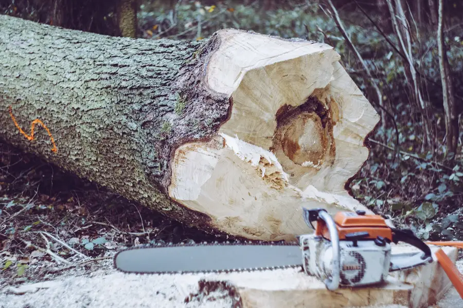 Chainsaw and tree